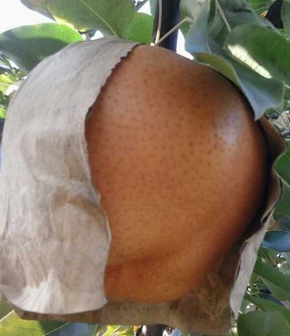 無紡布水果套袋