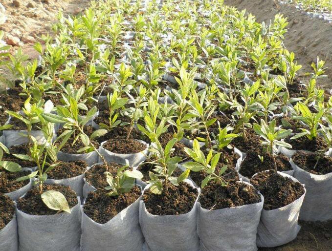 無(wú)紡布容器苗